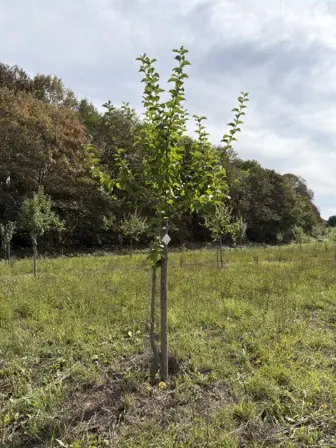 Foto treephoto-hwy8iot6ot163w9e68i4nnit.jpeg