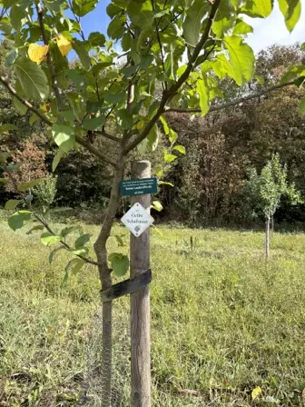 Foto treephoto-l58j2oxpp4min1rome8n8tpm.jpeg