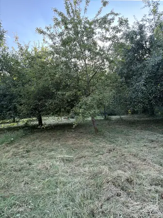 Foto treephoto-anpwugt2tcsdisgeb2zkpzh1.jpeg