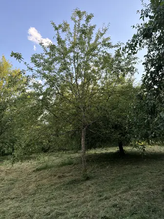 Foto treephoto-d17356v52278fl6sbmmfbbqy.jpeg