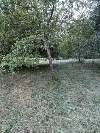 Foto treephoto-e4casu0ct1ukgxg9qztqre5p.jpeg