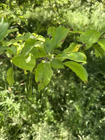 Foto treephoto-nkuro0n9wi5u6z1xdv9ug2ft.jpeg