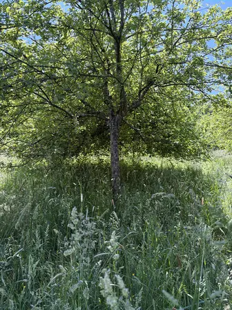 Foto treephoto-ptvwc22dc8p0nyx5jpx4nj9p.jpeg