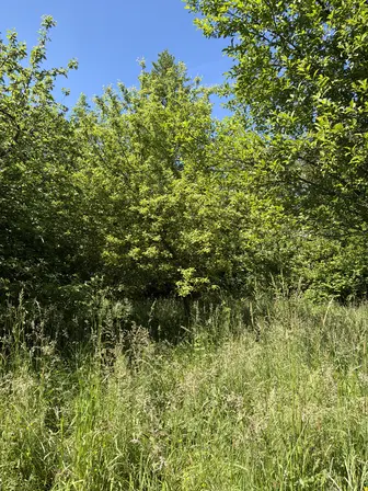 Foto treephoto-uw6vvqhvos3r3926xnc74hd3.jpeg