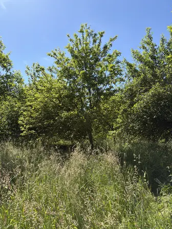 Foto treephoto-z0u76w6xhfia4te46fz1ftb9.jpeg