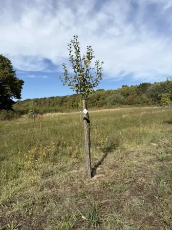Foto treephoto-f2cpfrzujokntqzmlqk7bchp.jpeg
