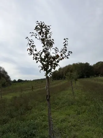 Foto treephoto-icsa7g170dpx7s3i5qi2afld.jpeg