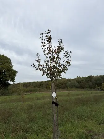 Foto treephoto-kpbkwu69xebxpzimooibcd1u.jpeg