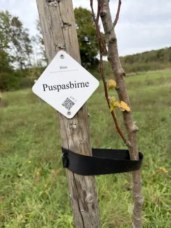 Foto treephoto-kv0mgijlmy6mil7hgeass2hx.jpeg