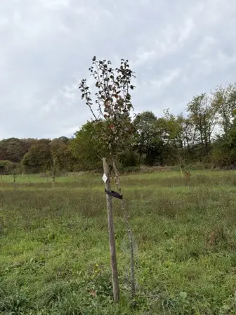 Foto treephoto-s40ca64w58bgeujt5b1jvxhz.jpeg