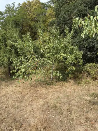 Foto treephoto-ce3sfeggnqot2effe39ilyap.jpeg