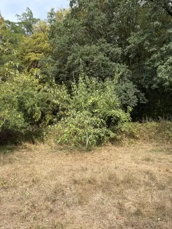 Foto treephoto-e0gm8lqbz9lj5y0pbppedv28.jpeg