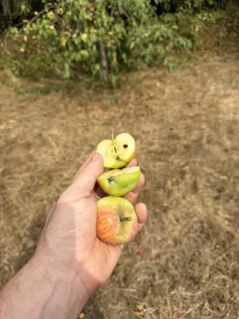 Foto treephoto-fouazo9h2hl1bhj3h26u8fj3.jpeg