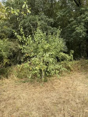 Foto treephoto-t6qhg4mntqbo4qh11ftv5iig.jpeg