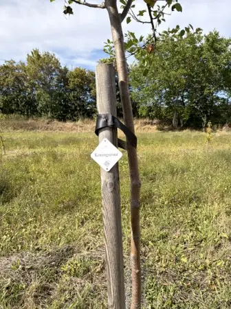 Foto treephoto-c2wg3tiynihvjsf57fxkojc5.jpeg