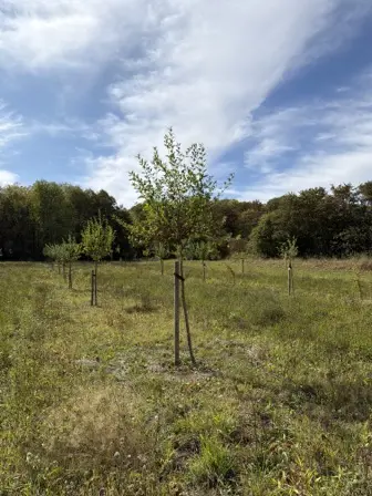 Foto treephoto-ecxkmqg8njdv6qkvindcnfk1.jpeg