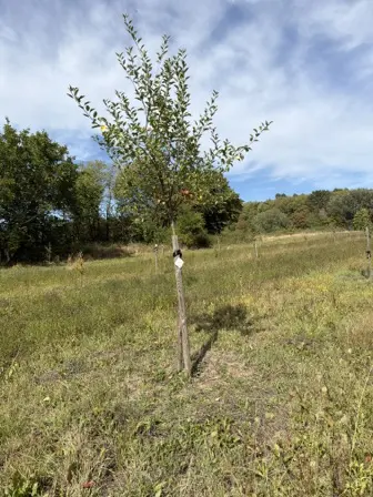 Foto treephoto-pv0g6yfl4baiyqlob5l9kjfx.jpeg