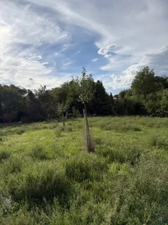 Foto treephoto-gtisf79296ysf8bqnsuqwxun.jpeg