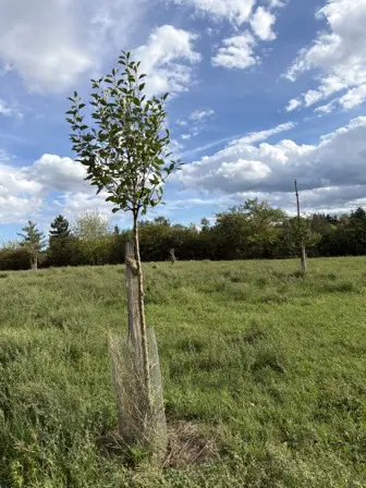 Foto treephoto-nevtae8bulxncal3pjbqjsiz.jpeg