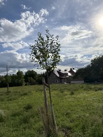 Foto treephoto-o2nphn51qr16gs6iq532tpo0.jpeg