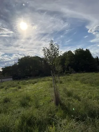 Foto treephoto-p38ywabr2qczboozxjn6sx3m.jpeg