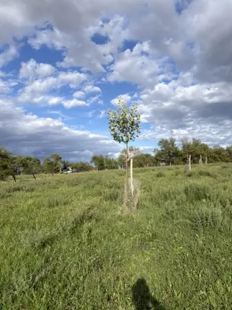 Foto treephoto-pn67uo0nomxucq10ro97dfu1.jpeg