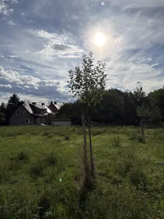 Foto treephoto-xb8choeydtij7qb644z4lkpr.jpeg