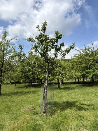 Foto treephoto-b0lca0qlmihpu2tzmay1k9we.jpeg