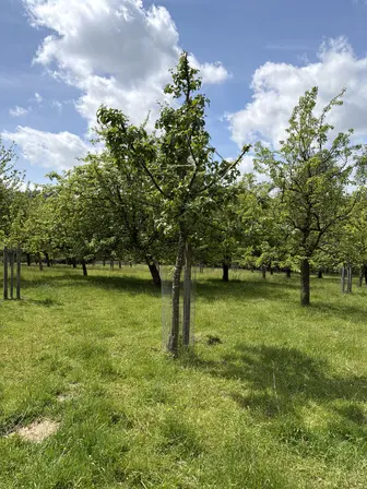 Foto treephoto-lokm1sz4te8arrg3gyt5qzdz.jpeg