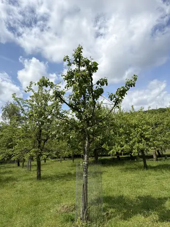 Foto treephoto-o3owwo5pa6lqgfxp83x7rf23.jpeg