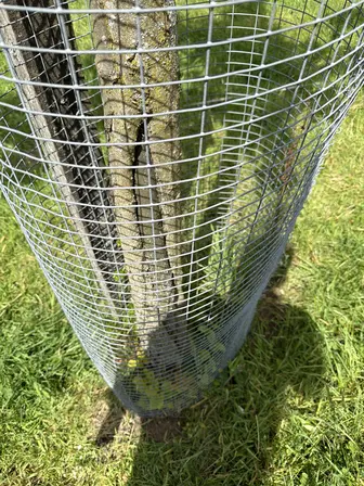 Foto treephoto-rfegmxnz1tc96o8ddgdyz1mf.jpeg