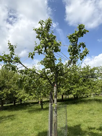 Foto treephoto-sm82wgr7ozn1xlsmdj2ewqth.jpeg
