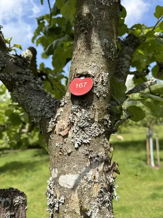Foto treephoto-xd3w34y8jc2c2adfusbn378m.jpeg