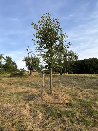 Foto treephoto-f4ynjavepyjg8j7b8fs3hjun.jpeg