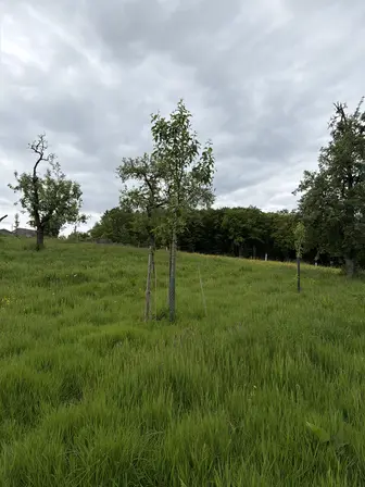 Foto treephoto-irf1c7gcj1ms5wlliqqakf1s.jpeg