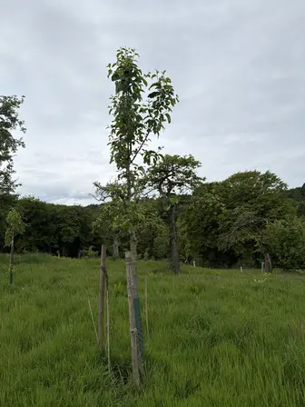 Foto treephoto-kowcf5bgwef0aizuzqkx5mnt.jpeg