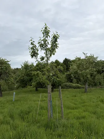 Foto treephoto-luih1w7xnjio5ne2cuyx31o0.jpeg