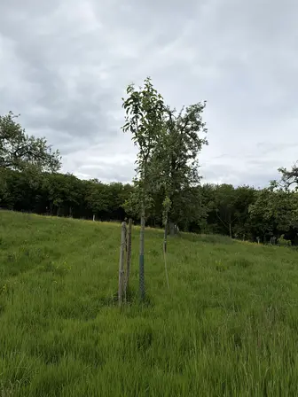 Foto treephoto-lutz15pvim72e0hnfmkm17p5.jpeg