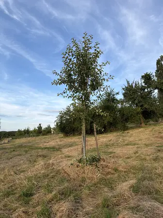 Foto treephoto-s8447pf2de5teewy4jh51gbu.jpeg