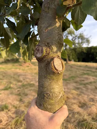 Foto treephoto-xopy3y1wf9zikxnc6za8uqij.jpeg