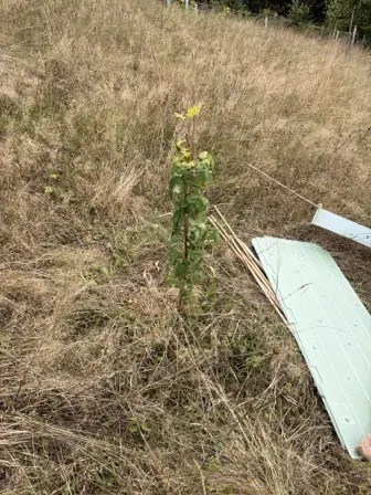 Foto treephoto-e6y63abj508ksmpry0vw9nwc.jpeg