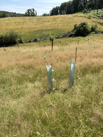 Foto treephoto-iogceeaqln24zqpybwh46trl.jpeg