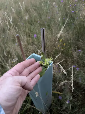 Foto treephoto-qd3490i8pro3kzhkyl366nhi.jpeg