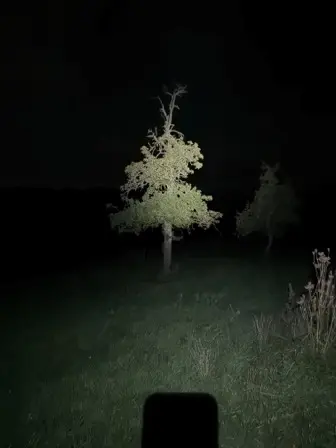 Foto treephoto-doap0kt1ik7eufvp8jedv97n.jpeg