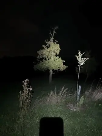 Foto treephoto-fp5u5m65oi7ca72rg5c2vuex.jpeg
