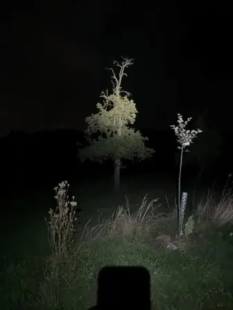 Foto treephoto-ige5mod3bjwhw1iswsx4aet0.jpeg