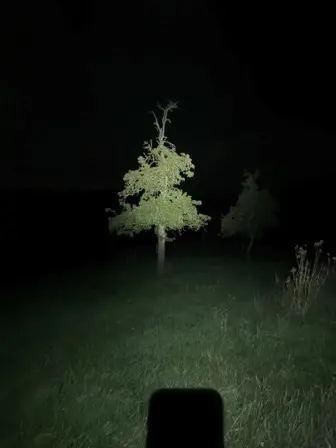 Foto treephoto-lmft434zv0tw7matf4nlhxtl.jpeg
