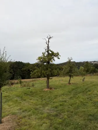 Foto treephoto-pzdfmu6ank571oc62jjsa70f.jpeg