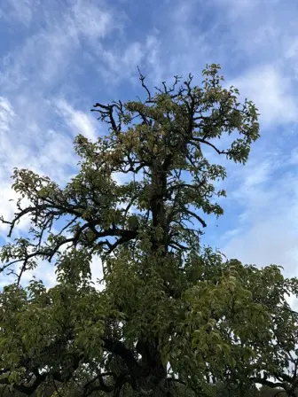 Foto treephoto-x2kw91xbiu1y1tnaqbp9aqs7.jpeg