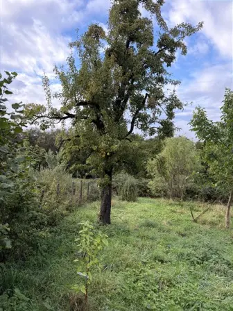 Foto treephoto-imabsa3l5gq50vcfsf5r62u1.jpeg